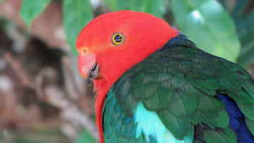 Wallpaper thumb: Australian King-Parrot